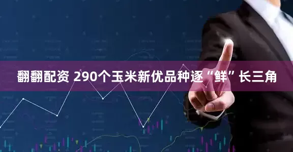 翻翻配资 290个玉米新优品种逐“鲜”长三角